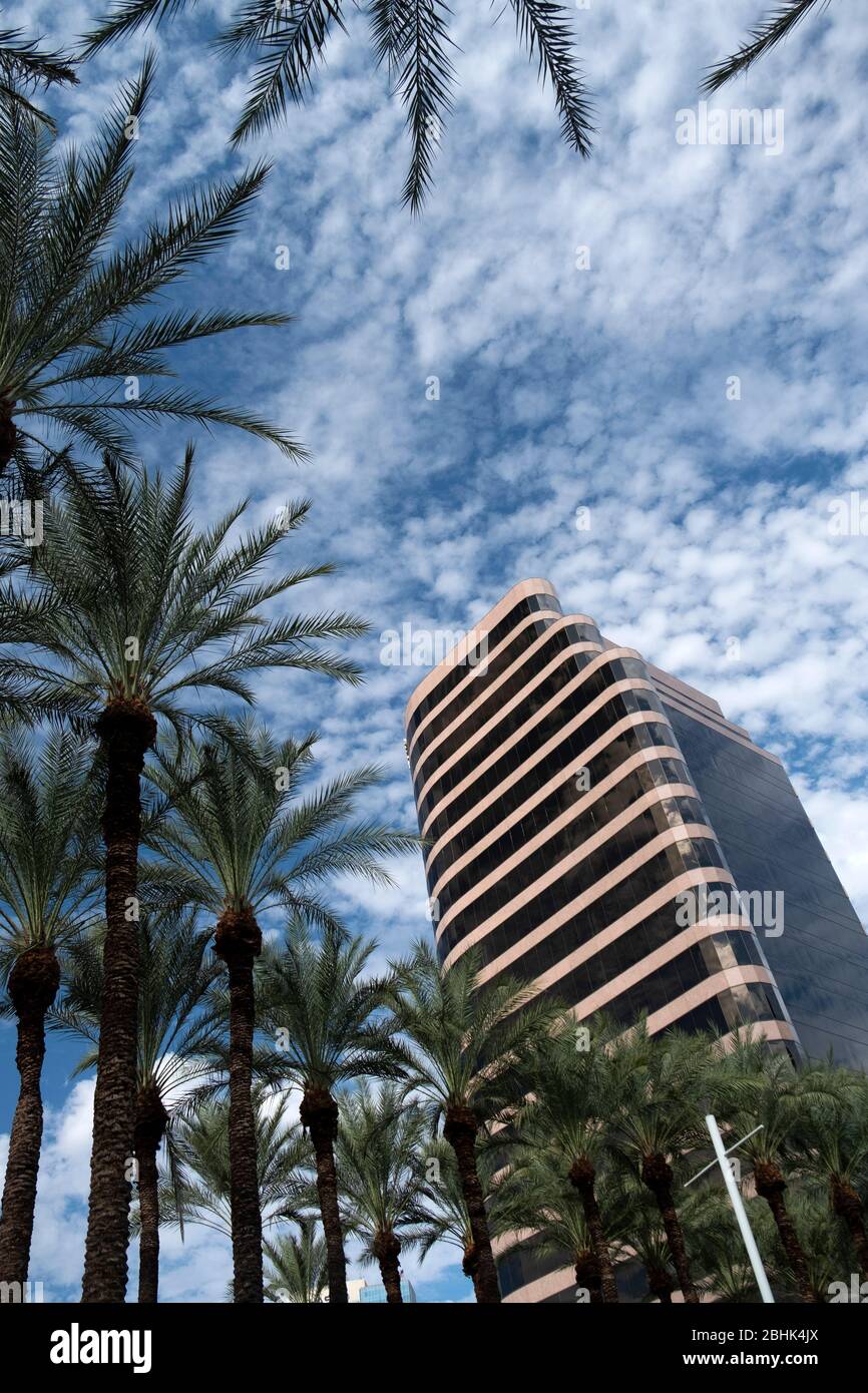 En regardant un gratte-ciel du centre-ville de Phoenix entouré de palmiers du désert Banque D'Images