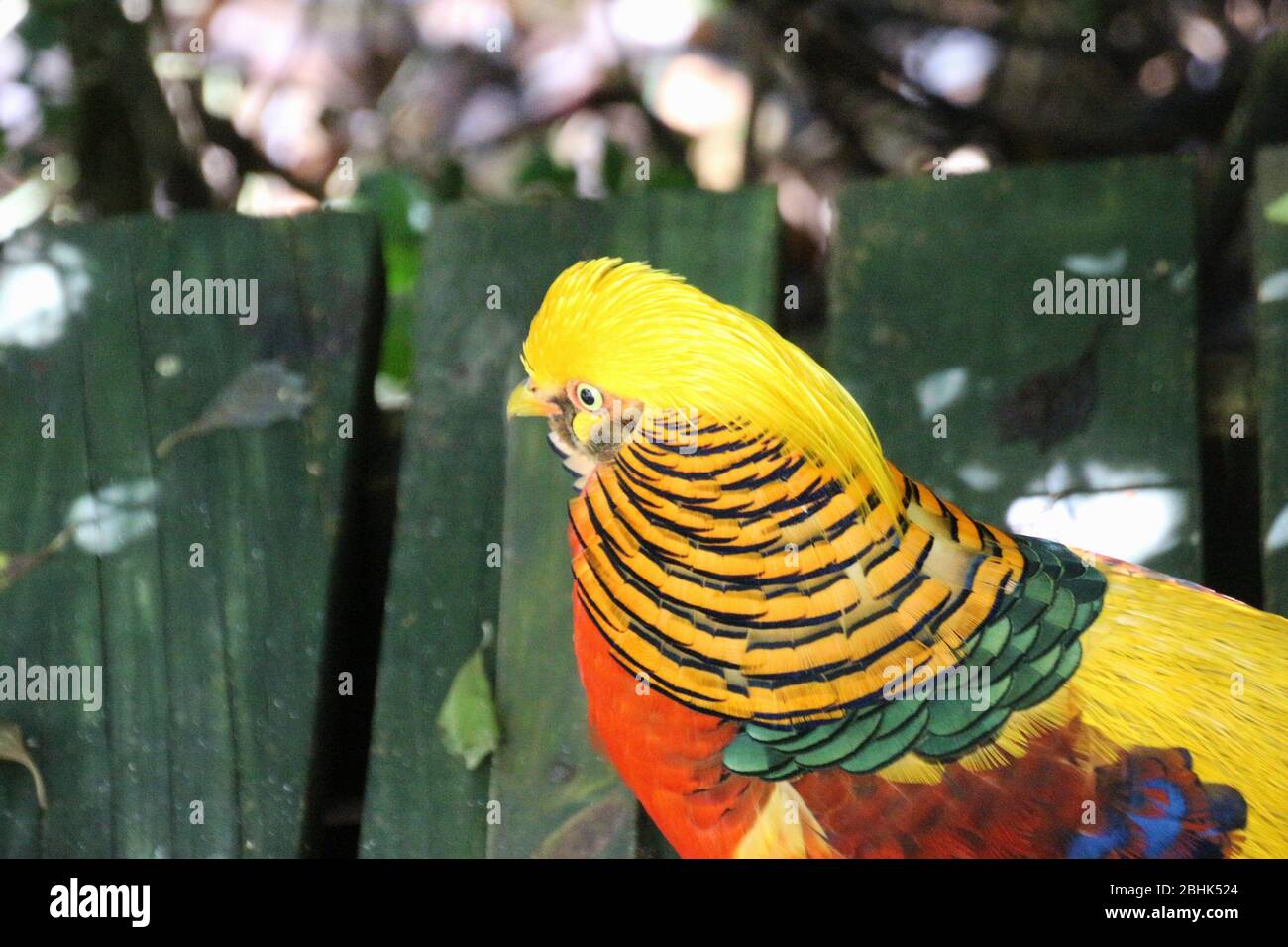 Un magnifique Golden Pheasant dans le sanctuaire de vol gratuit Birds of Eden, situé dans les Crags près de la baie de Plettenberg, Afrique du Sud, Afrique. Banque D'Images