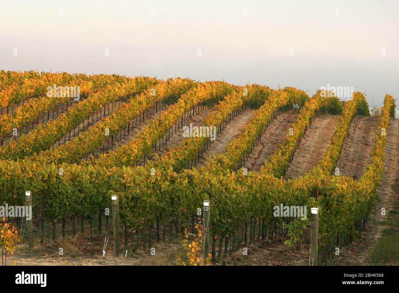 Rangées de raisins de vin dans un vignoble de la vallée d'Edna dans le comté de San Luis Obispo, Californie Banque D'Images