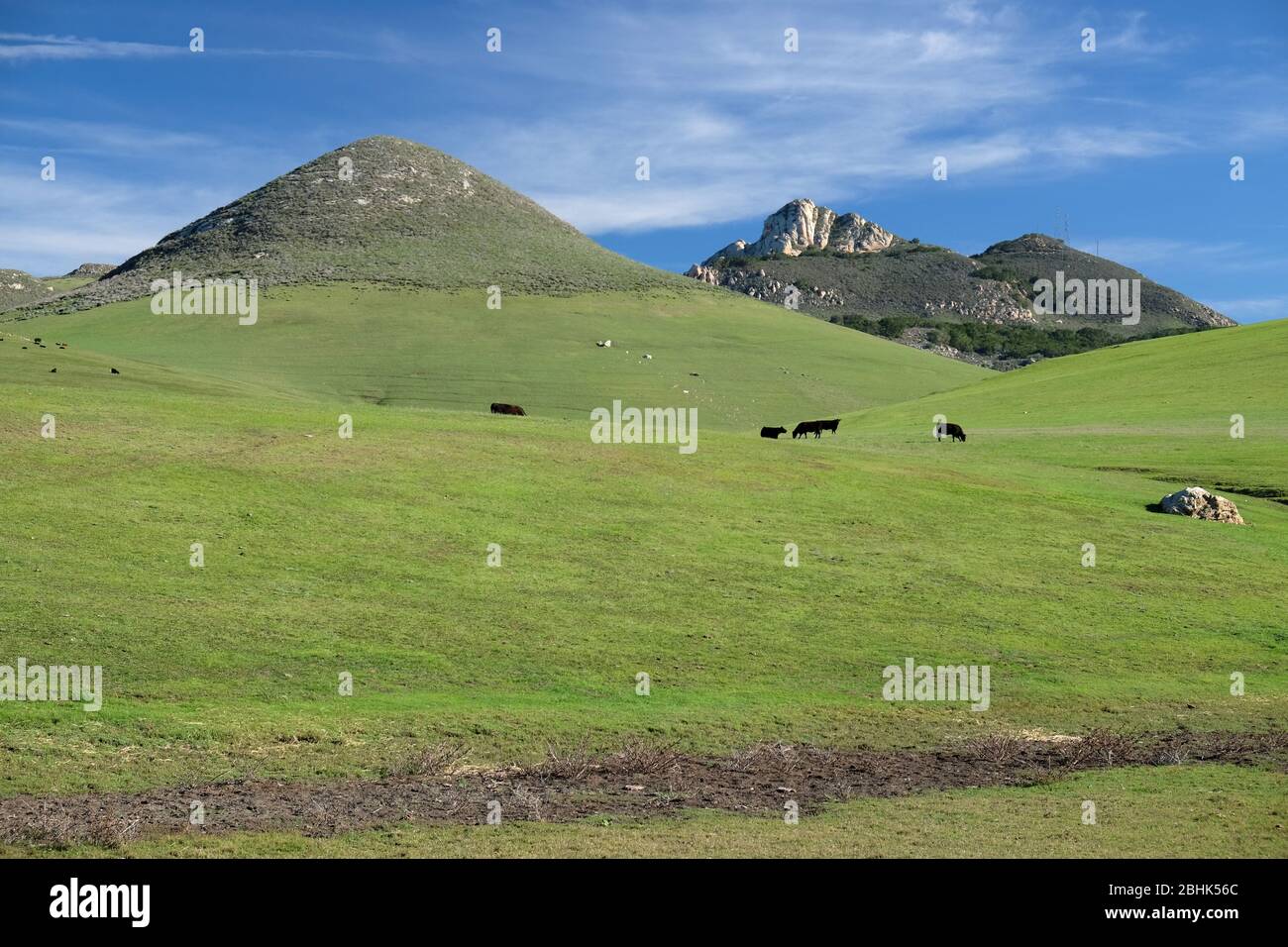 Collines vertes de printemps, dont l'un des sommets volcaniques des « neuf Sœurs » près de San Luis Obispo, Californie Banque D'Images