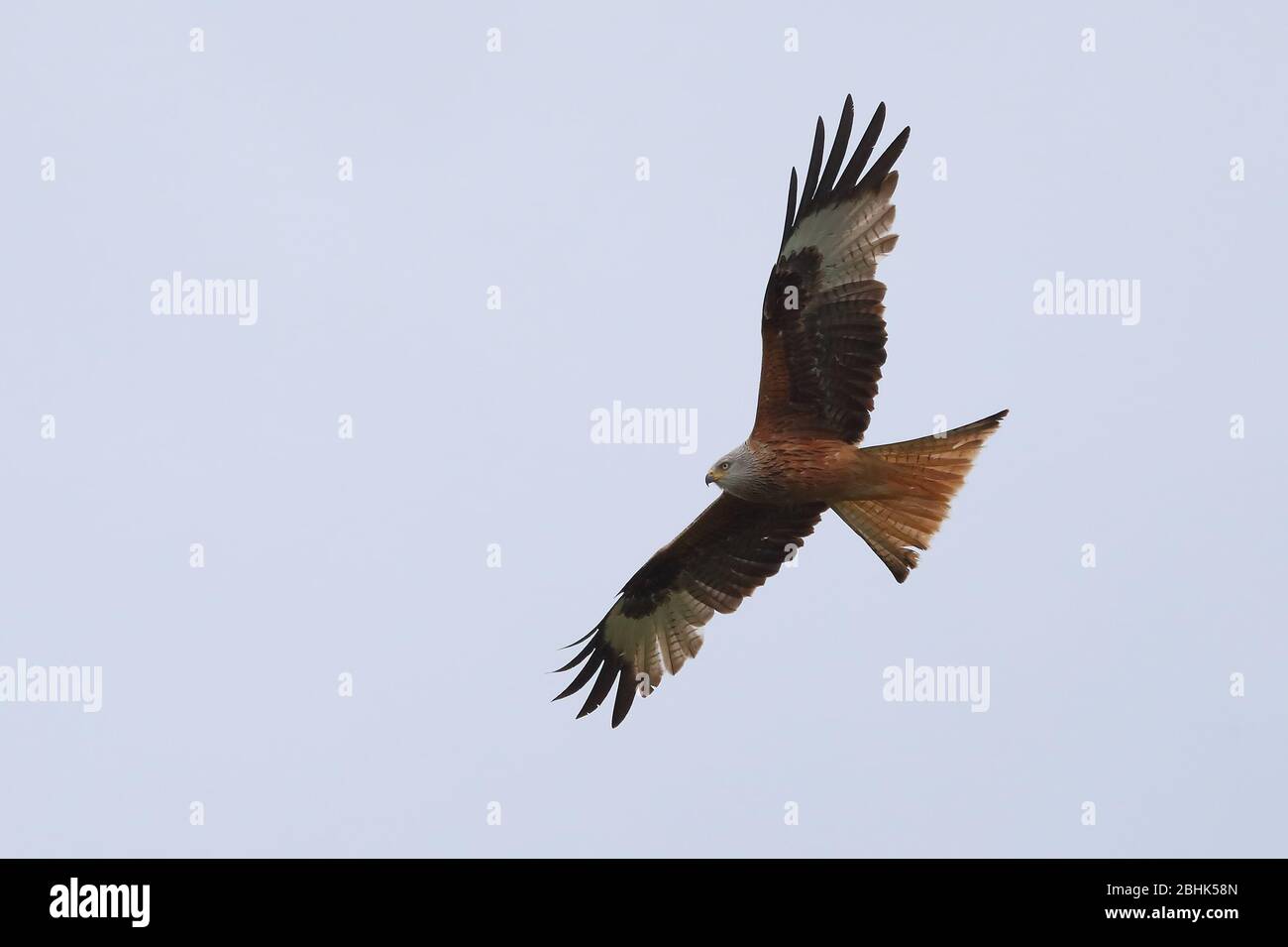 Red Kite adultes Banque D'Images