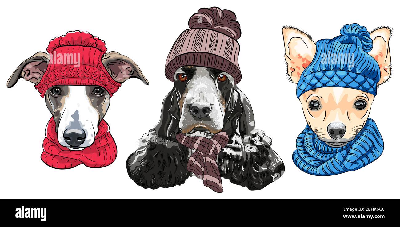 Ensemble de chiens taille basse dans des chapeaux et foulards tricotés en hiver. Greyhound italien, Cocker anglais et Chihuahua. Illustration de Vecteur
