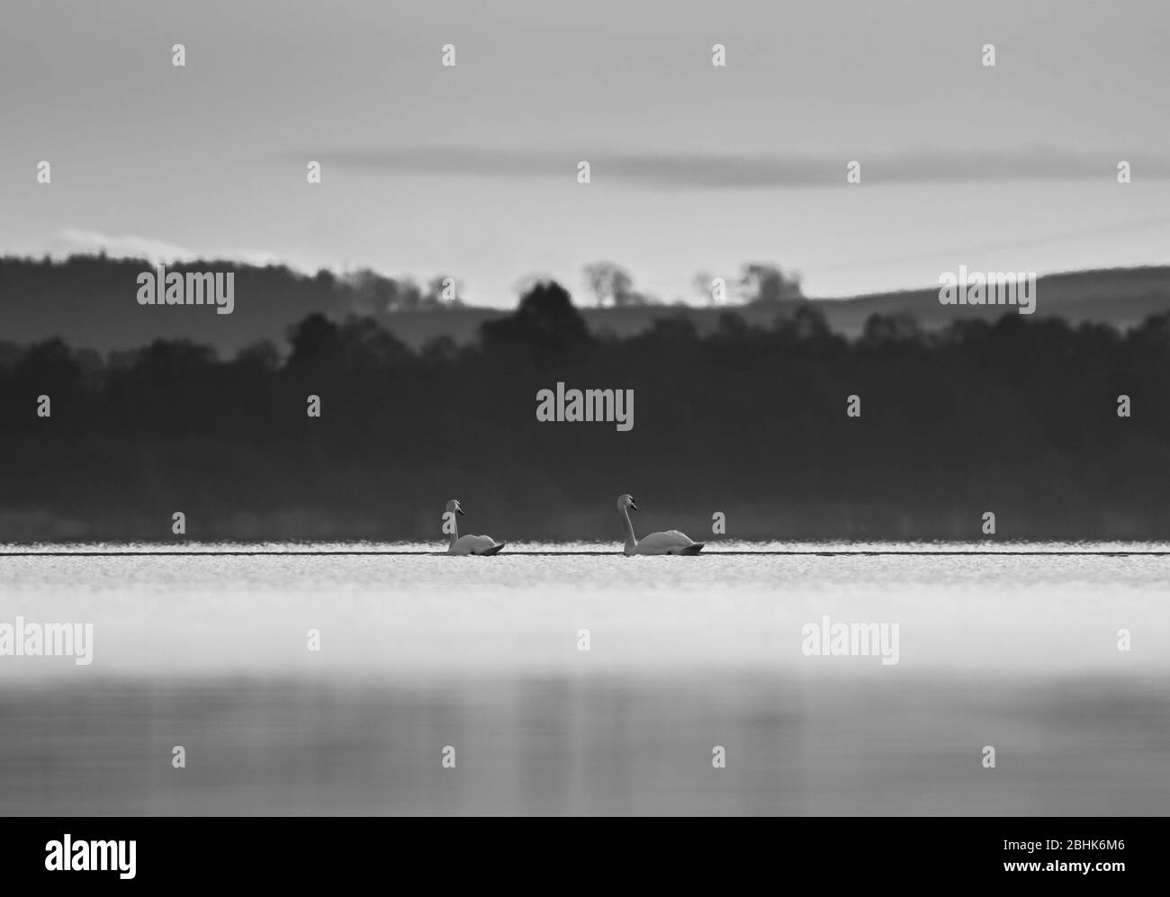 Étude monochrome de deux cygnes muets (Cygnus olor) nageant sur un lac. Banque D'Images