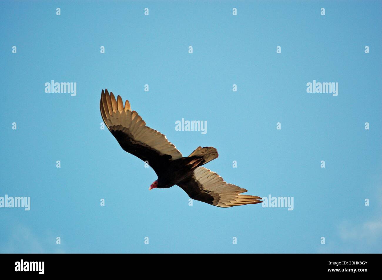 Vue d'une vautour de turquie, nom latin Cathartes aura, en vol. Banque D'Images