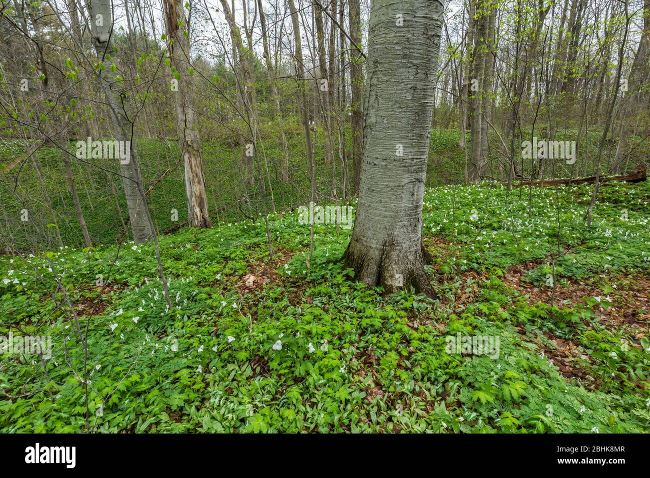 Lits naturels de Trillium à grande fleur, de Trillium grandiflorum et d'autres fleurs sauvages dans la réserve naturelle de Trillium Ravine, propriété du Michigan Na Banque D'Images