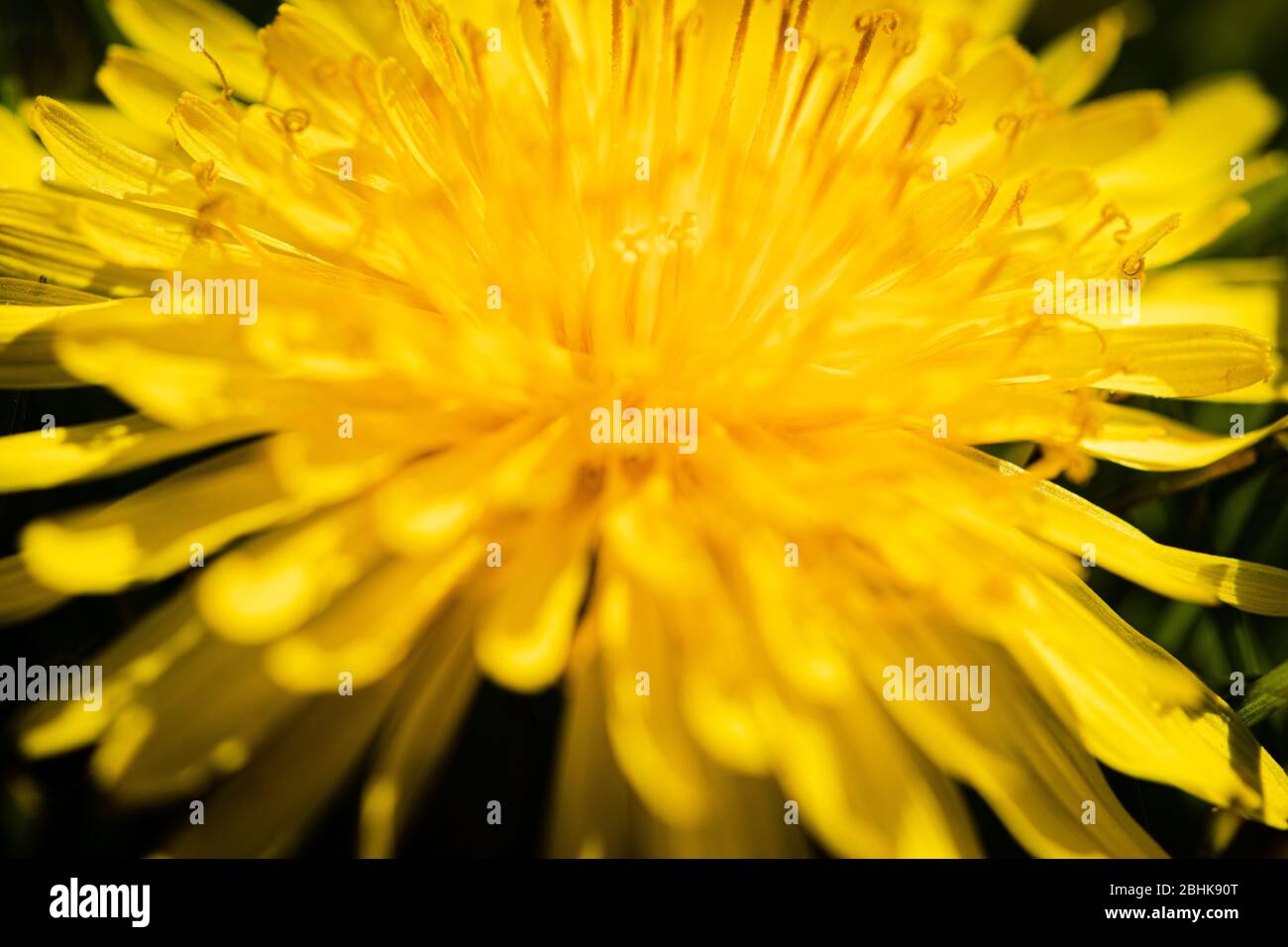 Luton, Royaume-Uni - 26 avril 2020: Macro gros plan d'un Dandelion. Vous découvrez le pollen et la petite texture fragile d'un pissenlit Banque D'Images