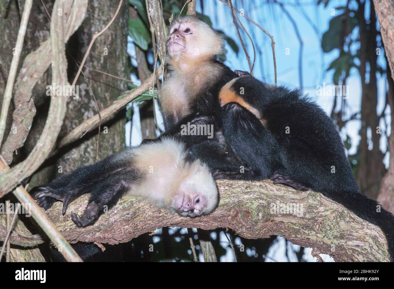 Singes capuchins à face blanche (Cebus capucinus) dans la forêt tropicale, Parc national Manuel Antonio, Province de Puntarenas, Costa Rica. Banque D'Images