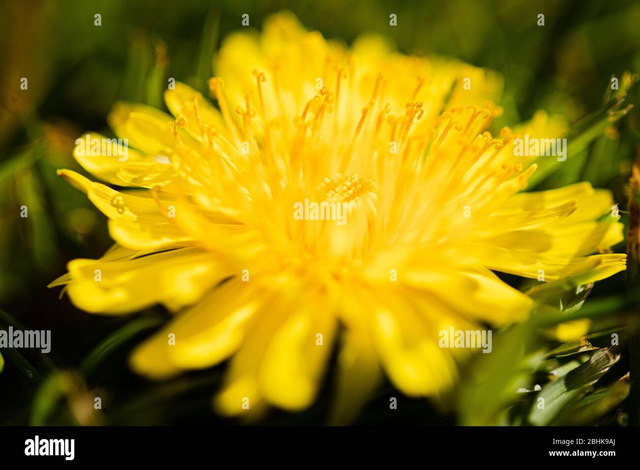 Luton, Royaume-Uni - 26 avril 2020: Macro gros plan d'un Dandelion. Vous découvrez le pollen et la petite texture fragile d'un pissenlit Banque D'Images