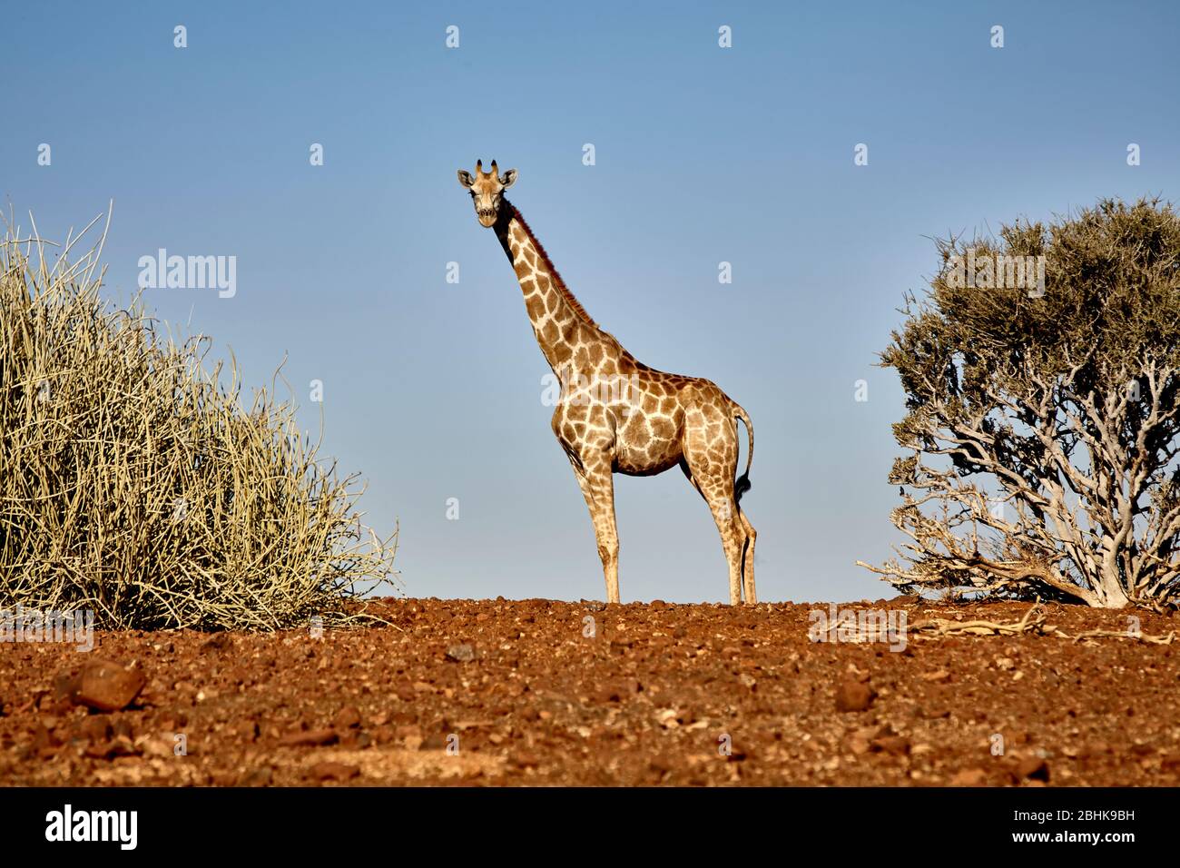 Une girafe dans la concession Palmwag une réserve animale dans la région de Kunene. Banque D'Images