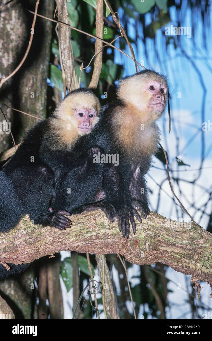 Singes capuchins à face blanche (Cebus capucinus) dans la forêt tropicale, Parc national Manuel Antonio, Province de Puntarenas, Costa Rica. Banque D'Images