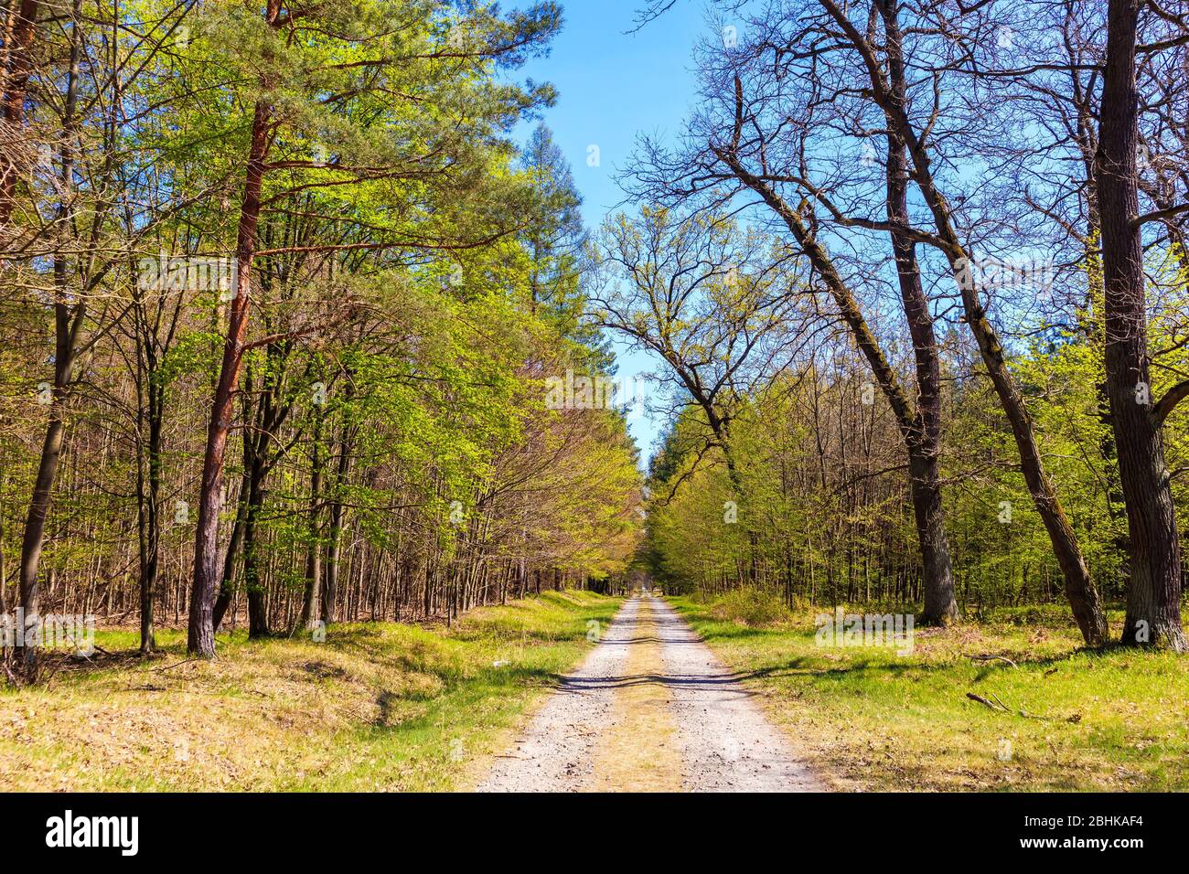 Route en forêt le jour ensoleillé du printemps à Puszcza Niepolomicka près de la ville de Cracovie, Pologne Banque D'Images