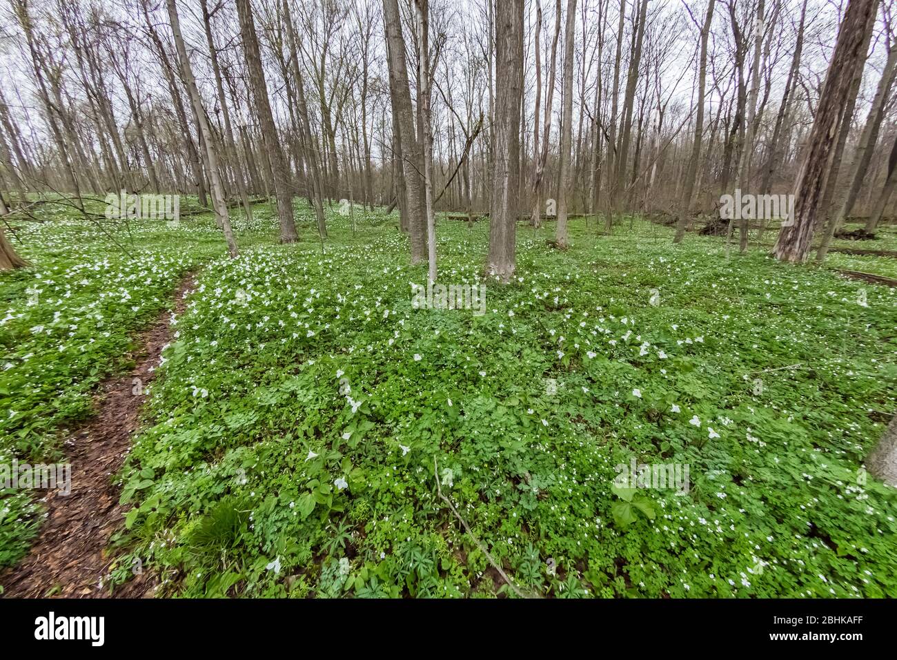 Fleurs sauvages printanières dans la réserve naturelle Trillium Ravine, appartenant à la Michigan nature Association, près de Niles, Michigan, États-Unis Banque D'Images