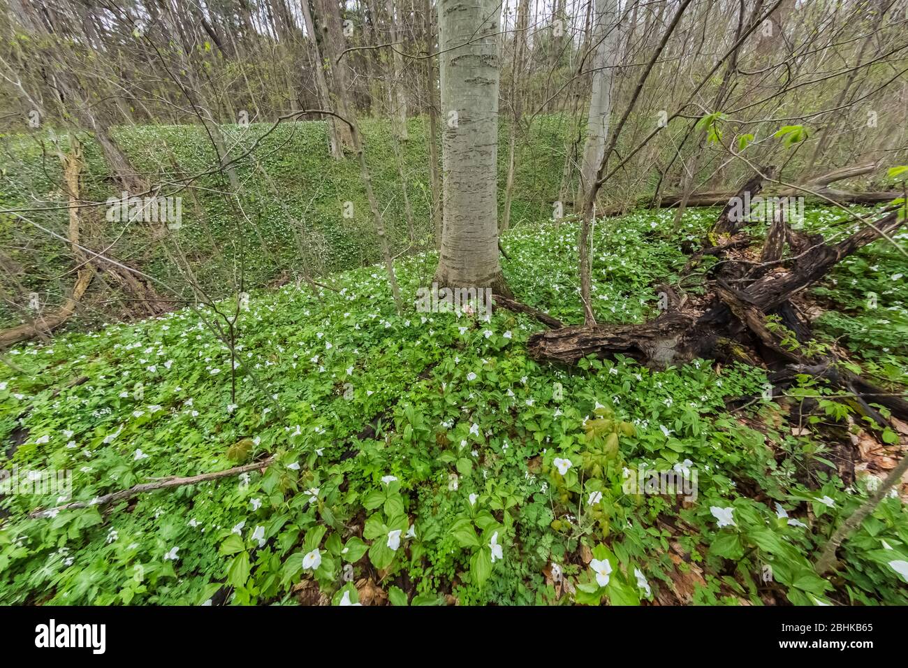 Trillium à grande fleur, Trillium grandiflorum et autres fleurs sauvages de la réserve naturelle Trillium Ravine, propriété de la Michigan nature Association Banque D'Images