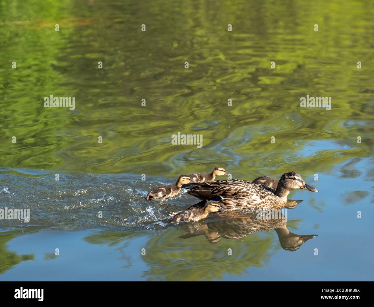 Canard avec ses conduits nageant dans l'étang de canard au Pinner Memorial Park, Pinner, Middlesex, nord-ouest de Londres Royaume-Uni, photographié lors d'une journée ensoleillée de printemps Banque D'Images