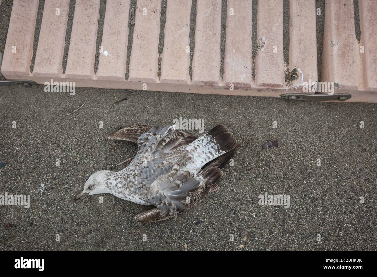 26 avril 2020: 26 avril 2020 (Malaga) les mouettes semblent mortes et malades en raison de la désinfection forte des rues par le coronavirus sur la plage de malagueta Credit: Lorenzo Carnero/ZUMA Wire/Alay Live News Banque D'Images