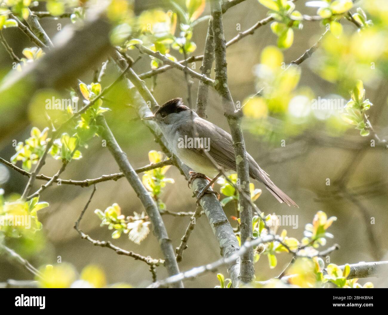 Blackcap (Sylvia atricapilla) perché dans un arbre, West Lothian, Ecosse Royaume-Uni Banque D'Images Blackcap (Sylvia atricapilla) perché dans un arbre, West Lothian, Ecosse Royaume-Uni Banque D'Images