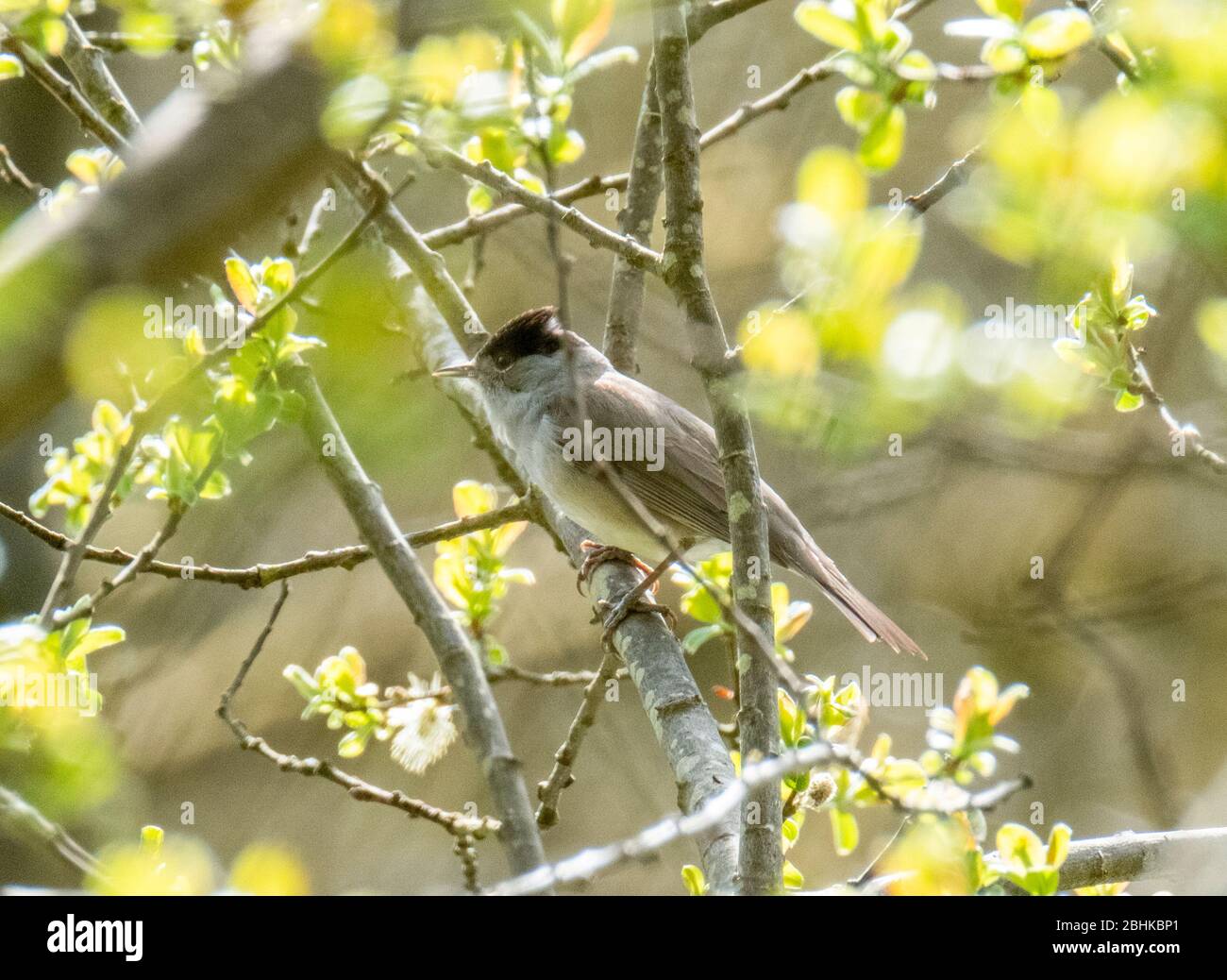 Blackcap (Sylvia atricapilla) perché dans un arbre, West Lothian, Ecosse Royaume-Uni Banque D'Images Blackcap (Sylvia atricapilla) perché dans un arbre, West Lothian, Ecosse Royaume-Uni Banque D'Images