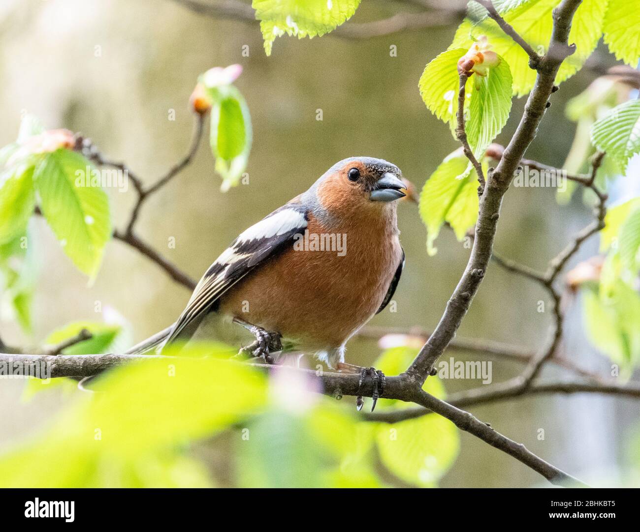 Cheffinch mâle (collines de Fringilla) perché dans un arbre, Lothian occidental, Écosse. Banque D'Images