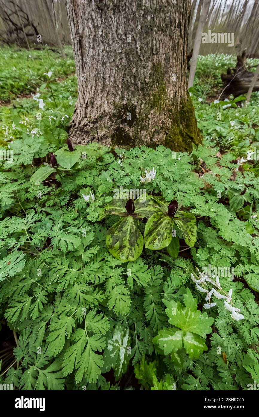 Tcrad Trillium, Trillium sessile, avec des feuilles de sangsues du Hollandais dans la réserve naturelle de Trillium Ravine, propriété de la Michigan nature Association, aen Banque D'Images