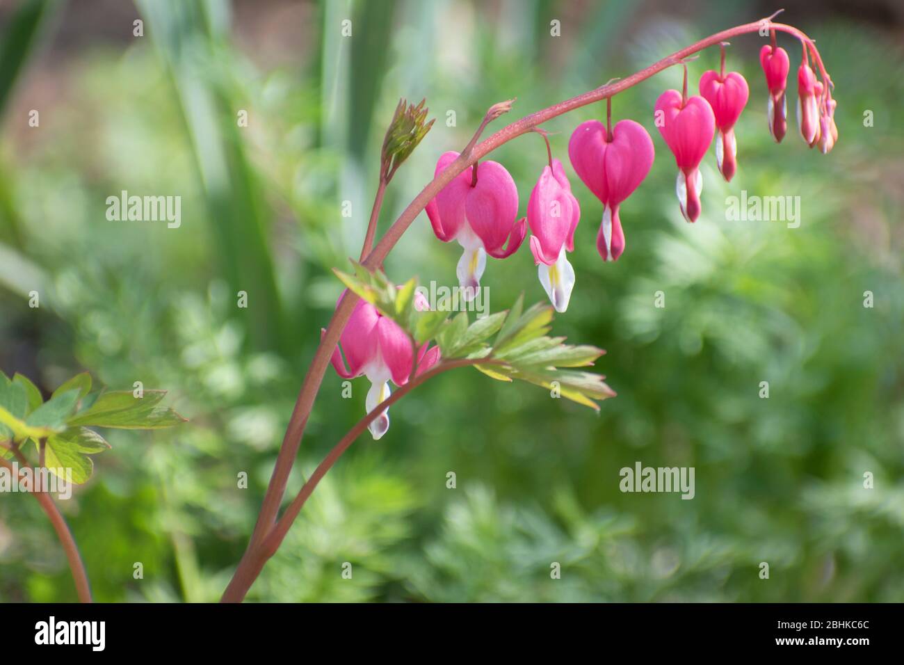 Purge-coeur, Lamprocapnos spectabilis, fleur de lyre, Lady-dans-un-baignoire Banque D'Images