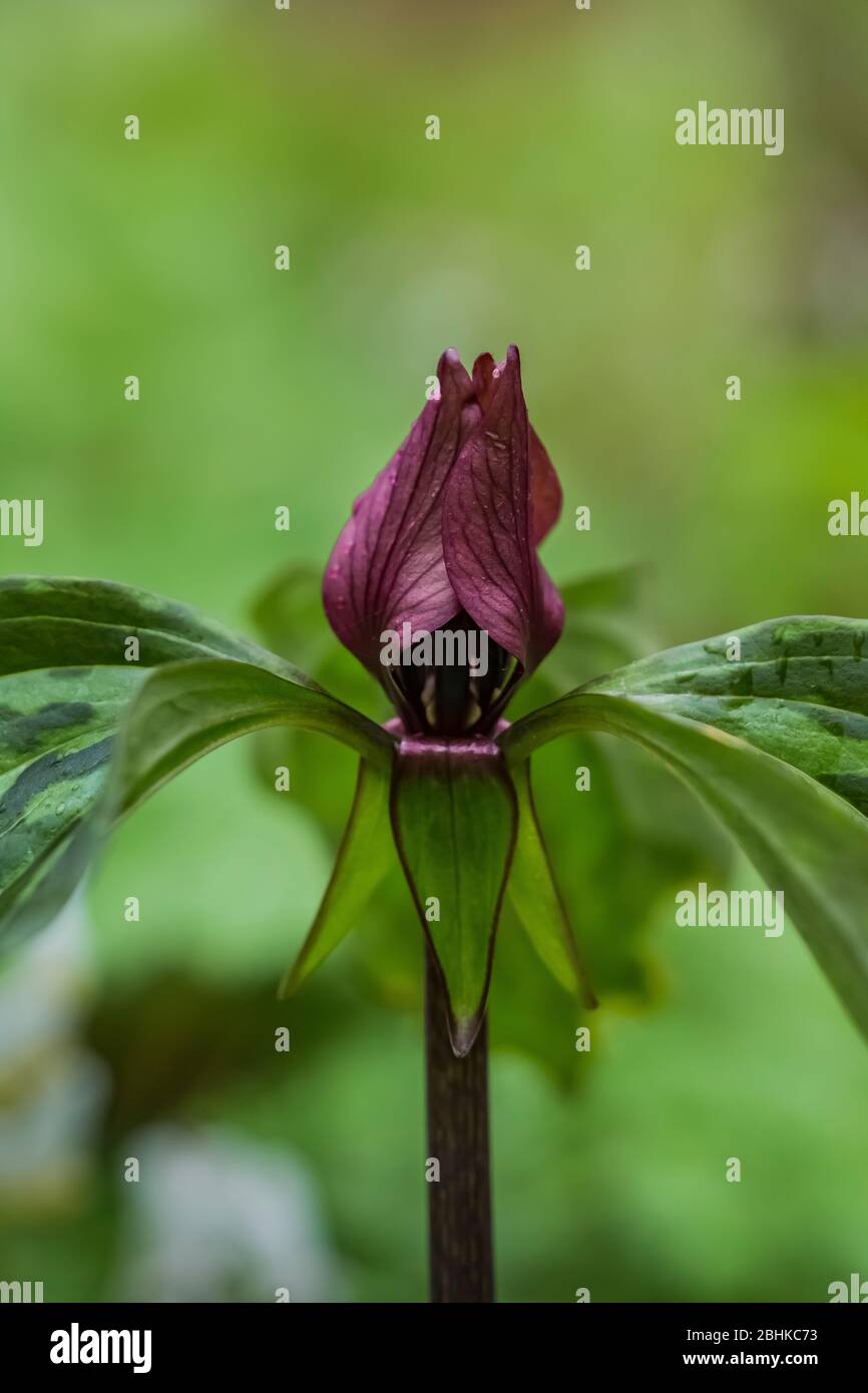 Trillium des Prairies, Trillium recurvatum, dans la réserve naturelle Trillium Ravine, appartenant à la Michigan nature Association, près de Niles, Michigan, États-Unis Banque D'Images