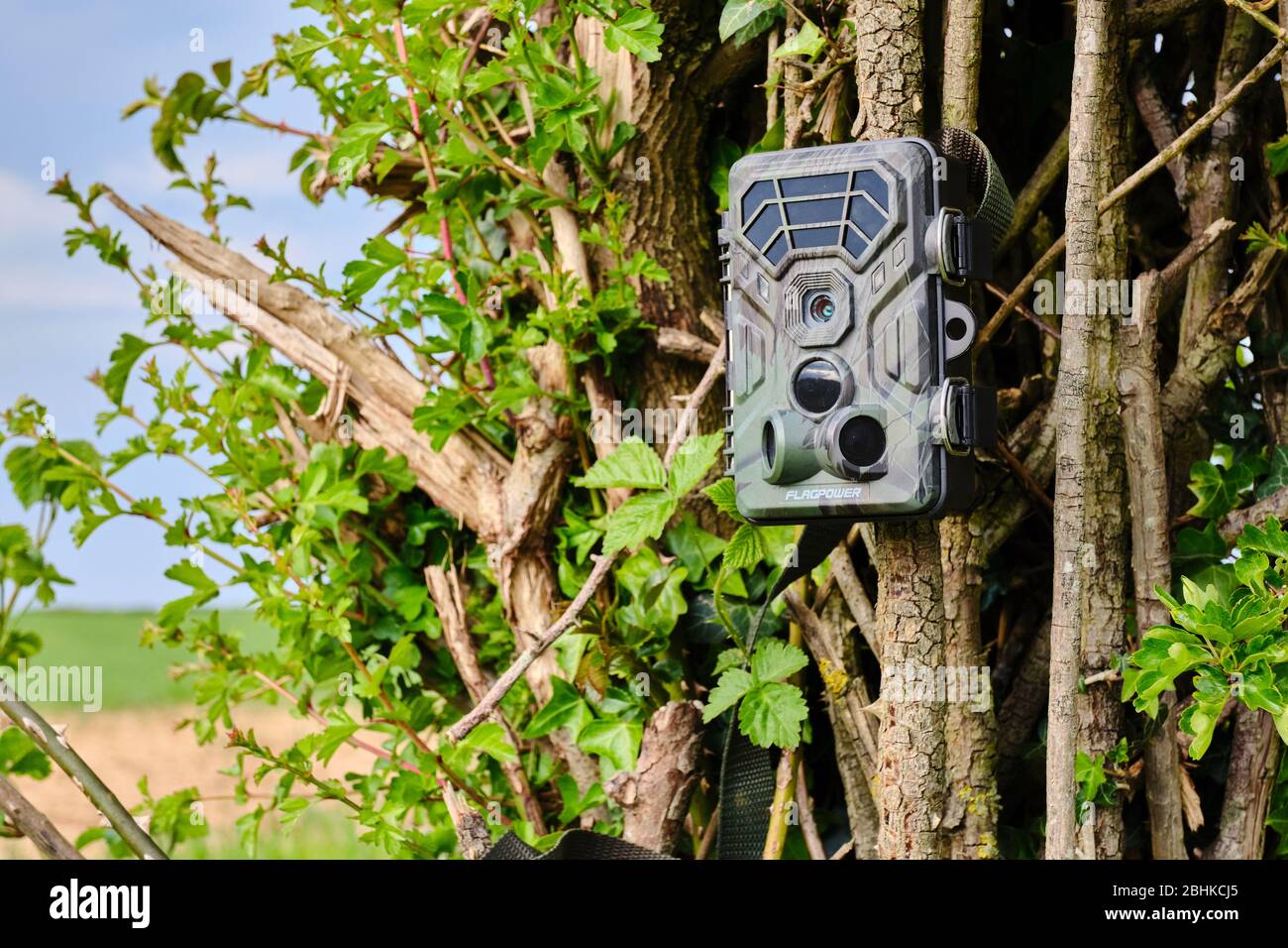 Caméra ou caméra de piste configurée sur un hedgerow dans un champ pour surveiller l'activité de la faune et assurer la sécurité de CCTV Banque D'Images