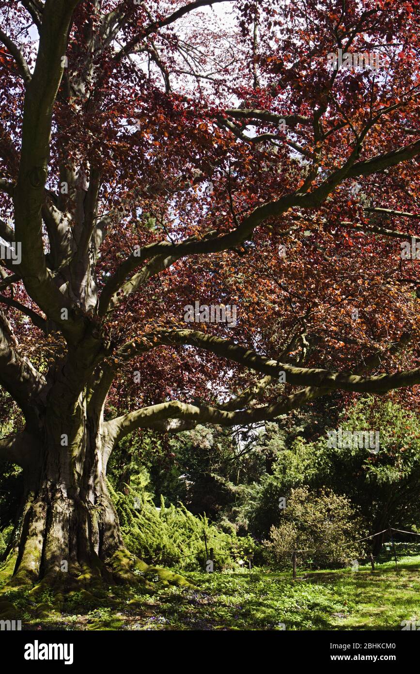Vieux arbre de hêtre rouge Fagus sylvatica Purpurea au printemps Banque D'Images
