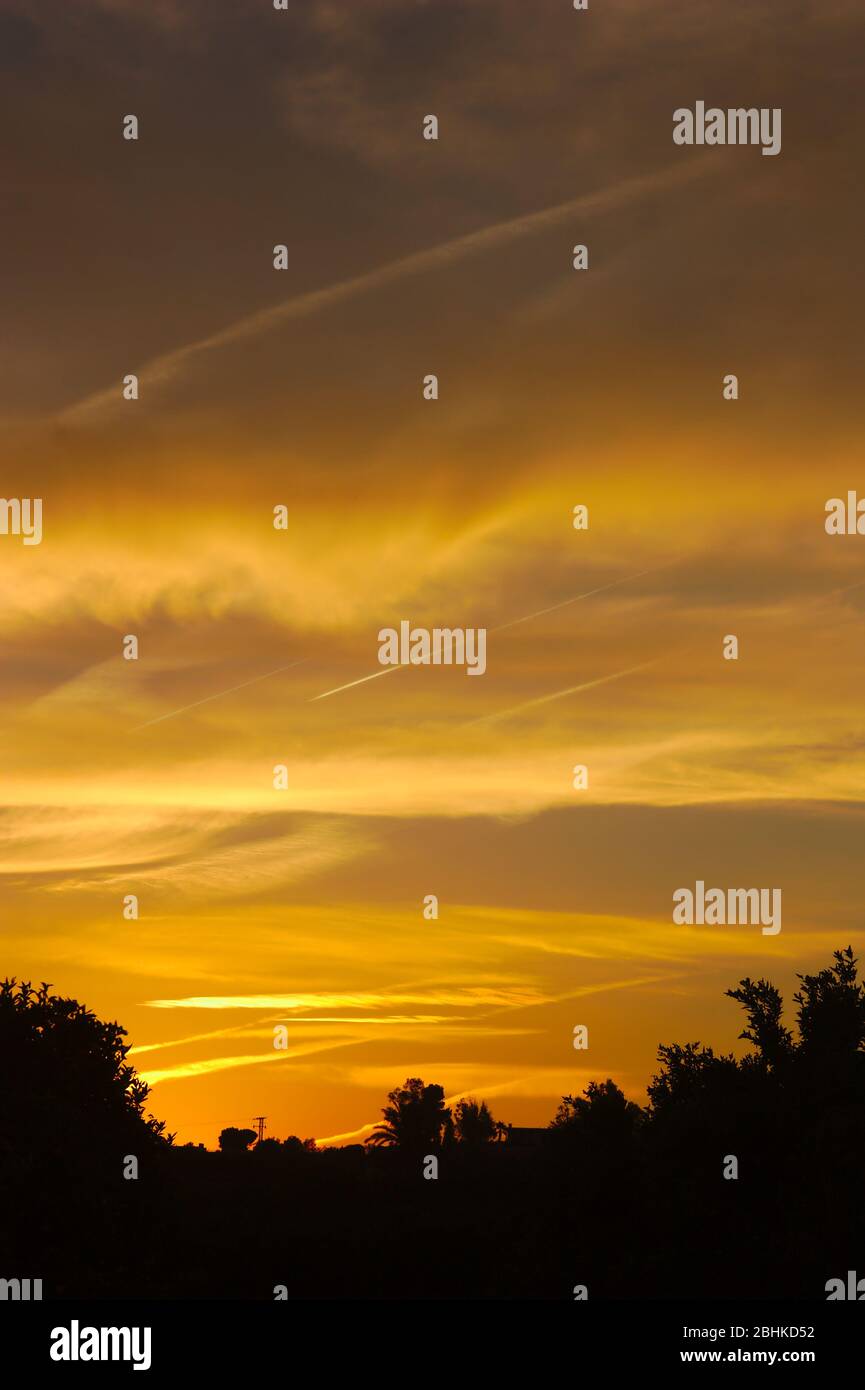 Image verticale d'un coucher de soleil avec des nuages qui génèrent des couleurs orange et une silhouette noire de certains arbres à la base de la photo Banque D'Images