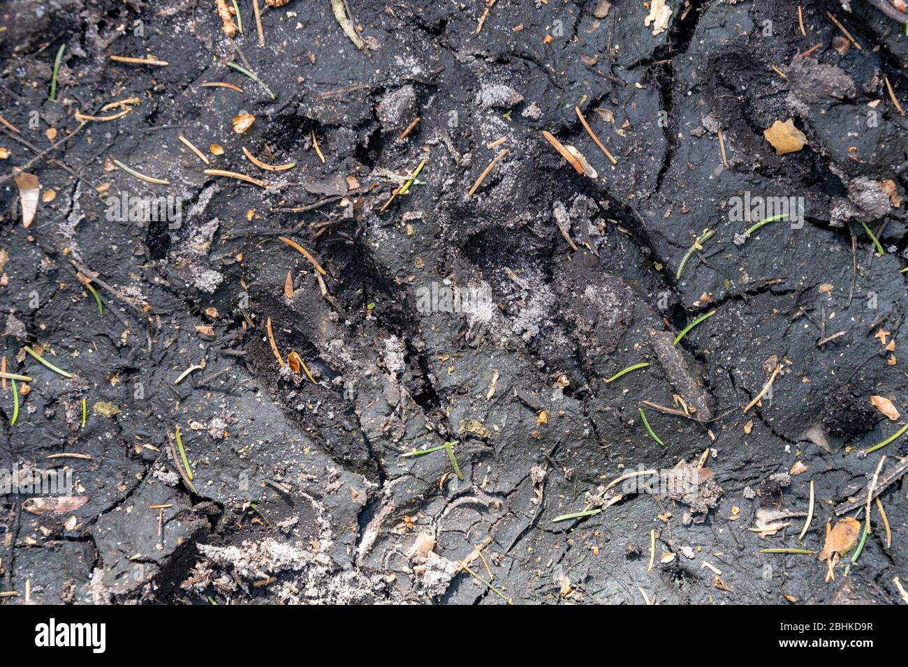 Des sentiers sangliers sur une route forestière. Des sentiers de jeu sauvages dans la forêt. Saison de printemps. Banque D'Images