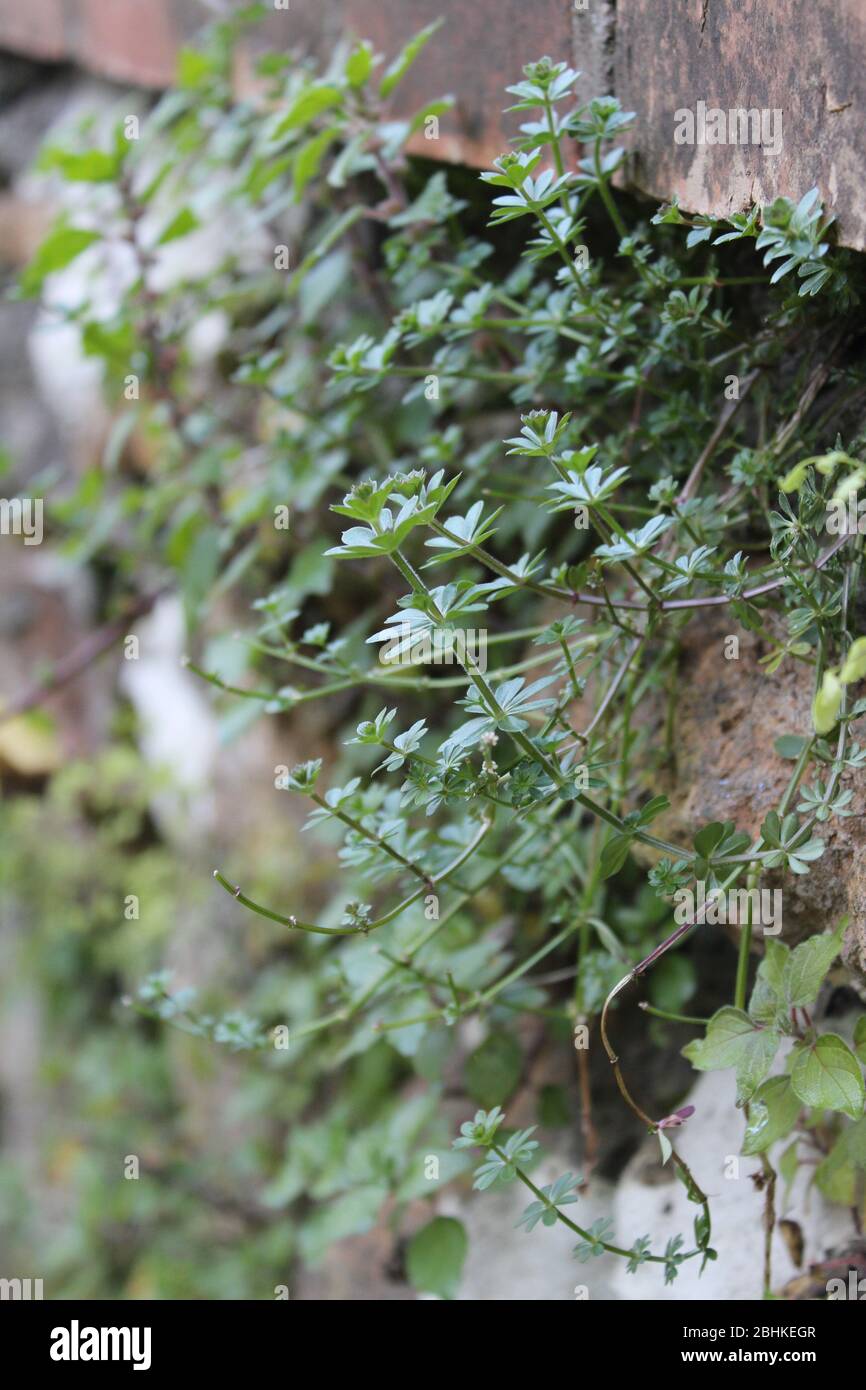 plantes vertes grimpant sur un mur de briques sale Banque D'Images