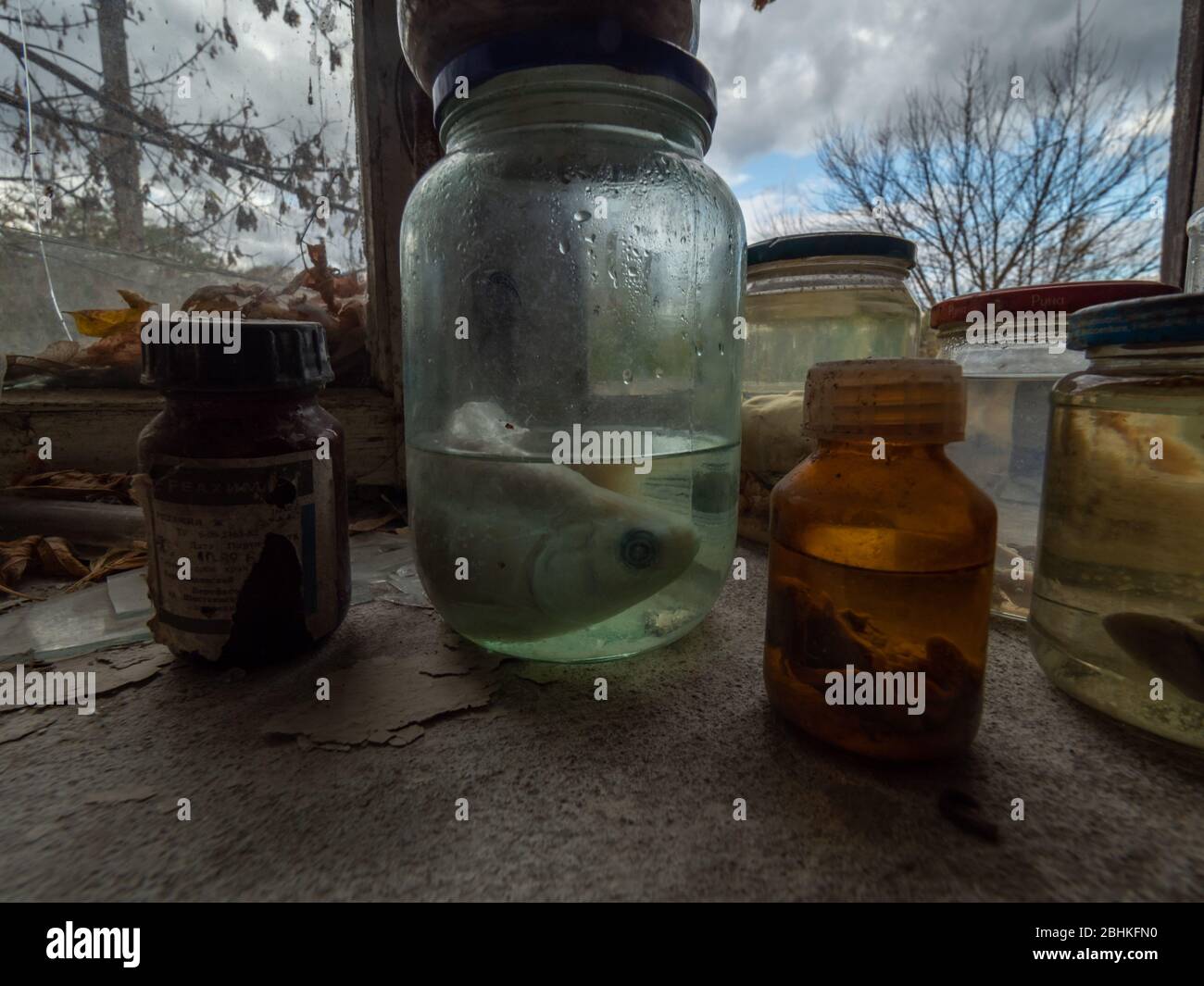Bocaux remplis de petits ébrions clôture photo. Zone d'exclusion de  Tchernobyl. Ukraine Photo Stock - Alamy