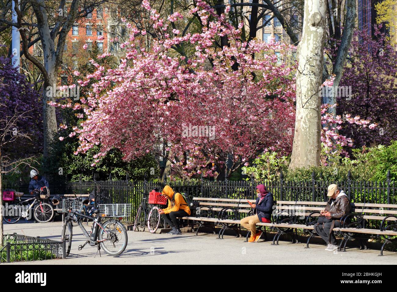 Les personnes assises sur des bancs de parc près d'un cerisier au soleil l'après-midi à Madison Square Park pendant le coronavirus, New York, NY, 21 avril 2020. Banque D'Images