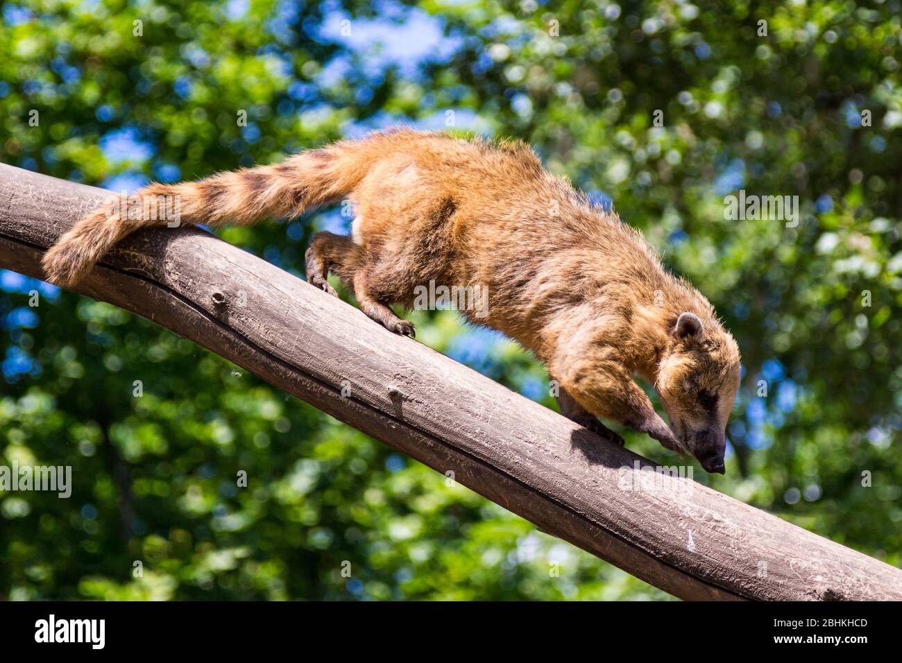 Coati Nasua nasua d'Amérique du Sud marchant sur le tronc d'arbre, zoo, Gyor, Hongrie Banque D'Images
