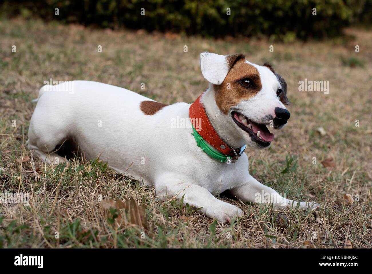 Un jeune chien de chasse de la race Jack Russell Terrier est allongé sur un  pré-terrain dans deux colliers Photo Stock - Alamy