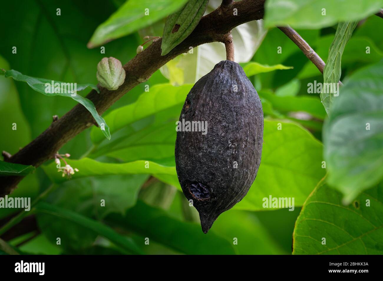 Theobroma cacao, l'arbre de cacao et l'arbre de cacao, est un petit — free download