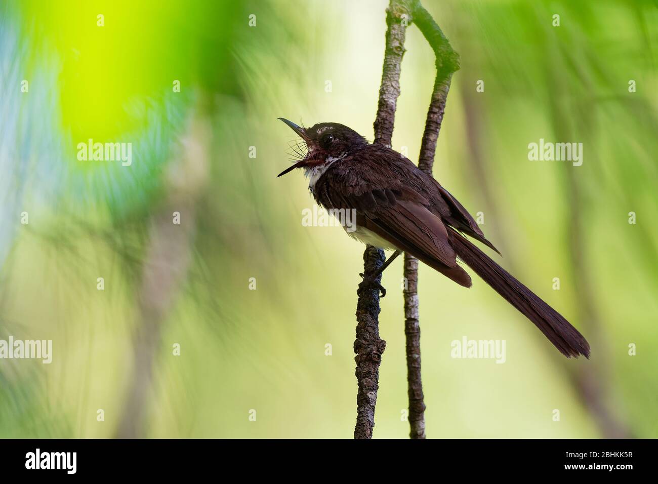Malaysia pied-Farrière - Rhipidura javanica oiseau chantant noir et blanc avec la grande queue, dans le genre Rhipidura, son habitat naturel est subtropical Banque D'Images