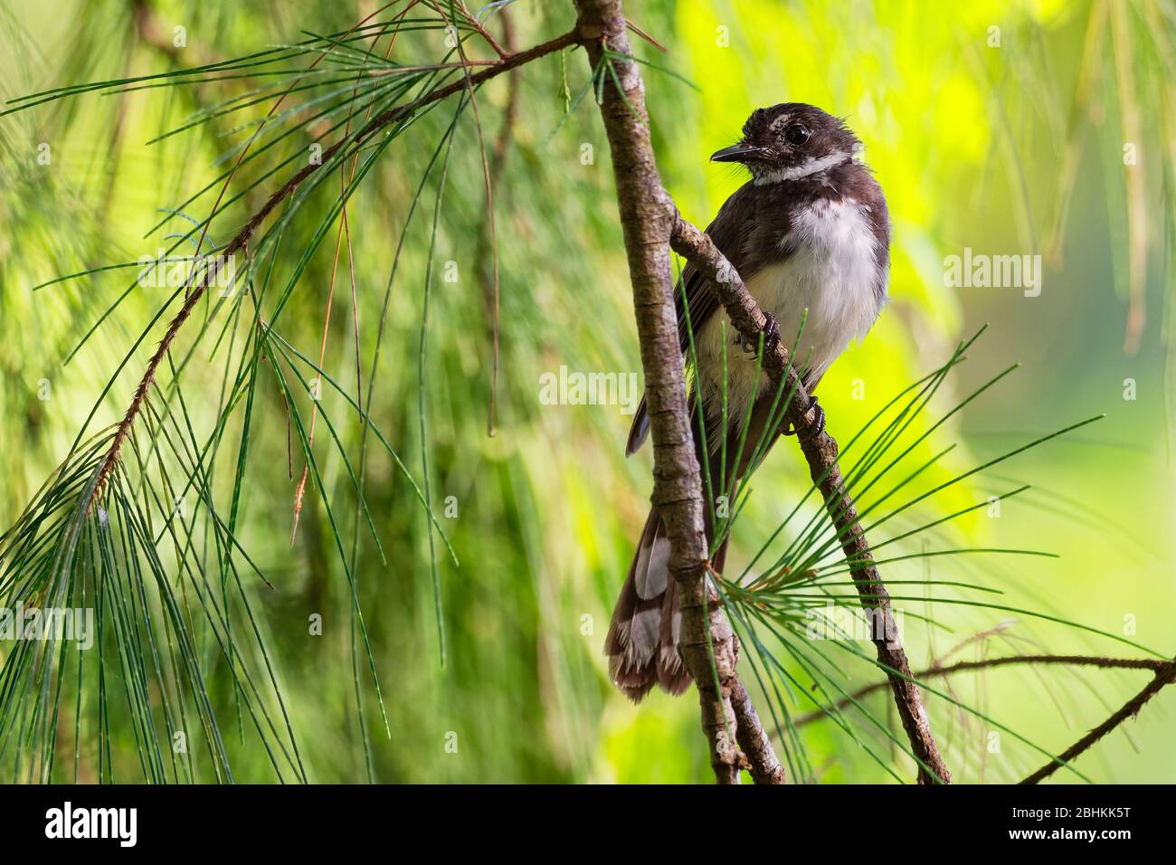 Malaysia pied-Farrière - Rhipidura javanica oiseau chantant noir et blanc avec la grande queue, dans le genre Rhipidura, son habitat naturel est subtropical Banque D'Images