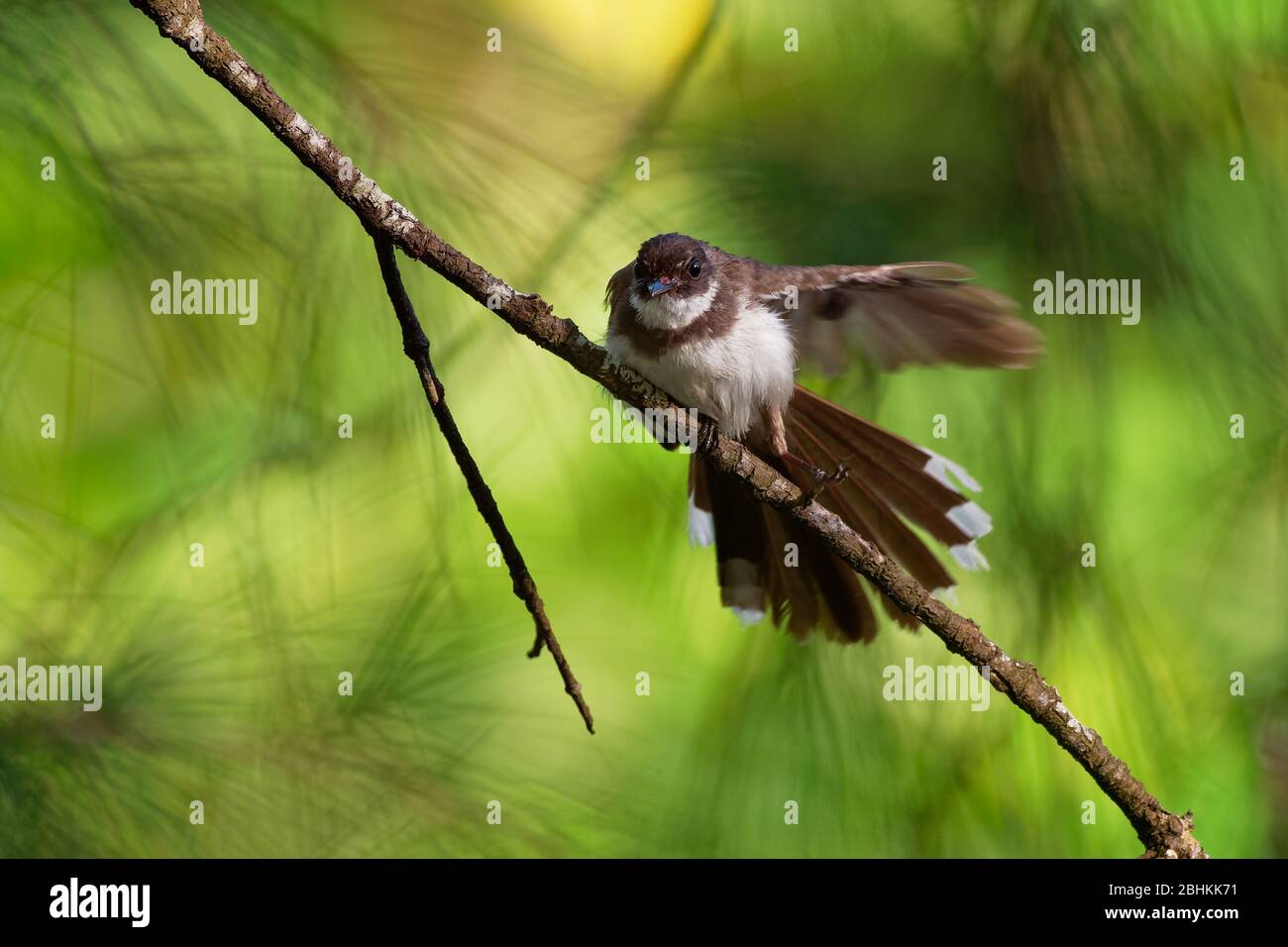 Malaysia pied-Farrière - Rhipidura javanica oiseau de stretching noir et blanc et de jogging avec la grande queue, dans le genre Rhipidura, son habitat naturel Banque D'Images