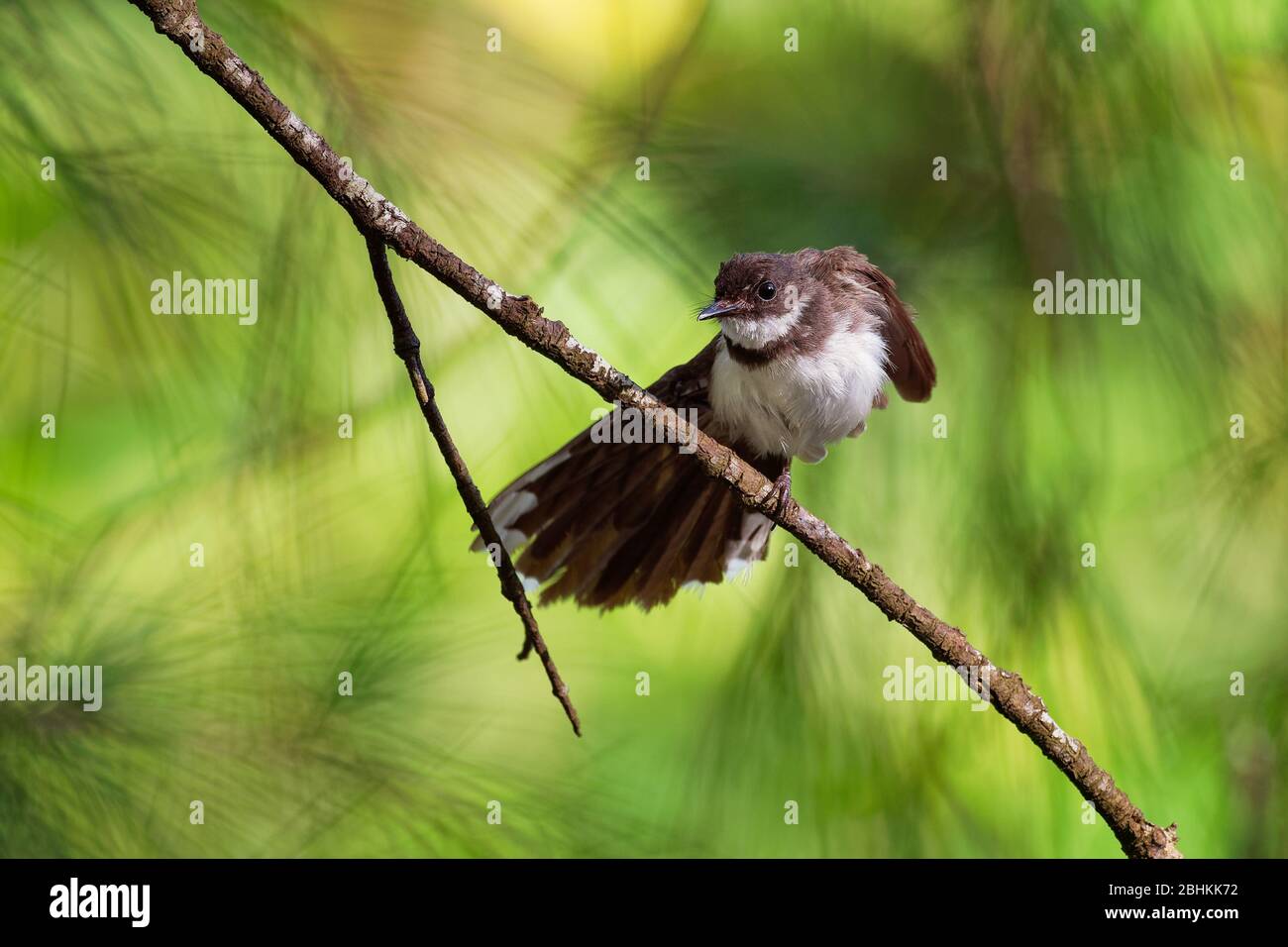 Malaysia pied-Farrière - Rhipidura javanica oiseau de stretching noir et blanc et de jogging avec la grande queue, dans le genre Rhipidura, son habitat naturel Banque D'Images