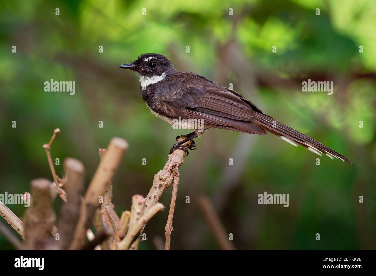 Malaysia pied-Farrière - Rhipidura javanica oiseau chantant noir et blanc avec la grande queue, dans le genre Rhipidura, son habitat naturel est subtropical Banque D'Images