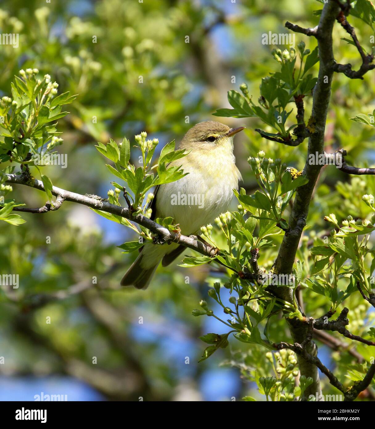 Willow Warbler (Phylloscopus trochilus) Banque D'Images