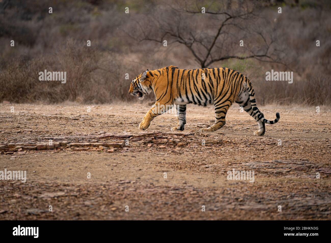 Jeune tigre dans l'habitat naturel, marchant dans le broussailles en Inde. Parc national avec magnifique tigre indien. Banque D'Images