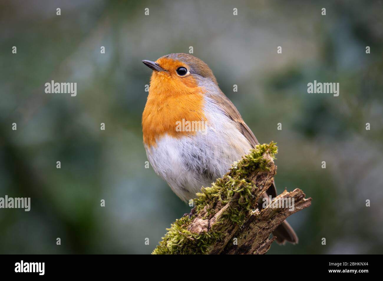 Robin sur un journal de mousse Banque D'Images