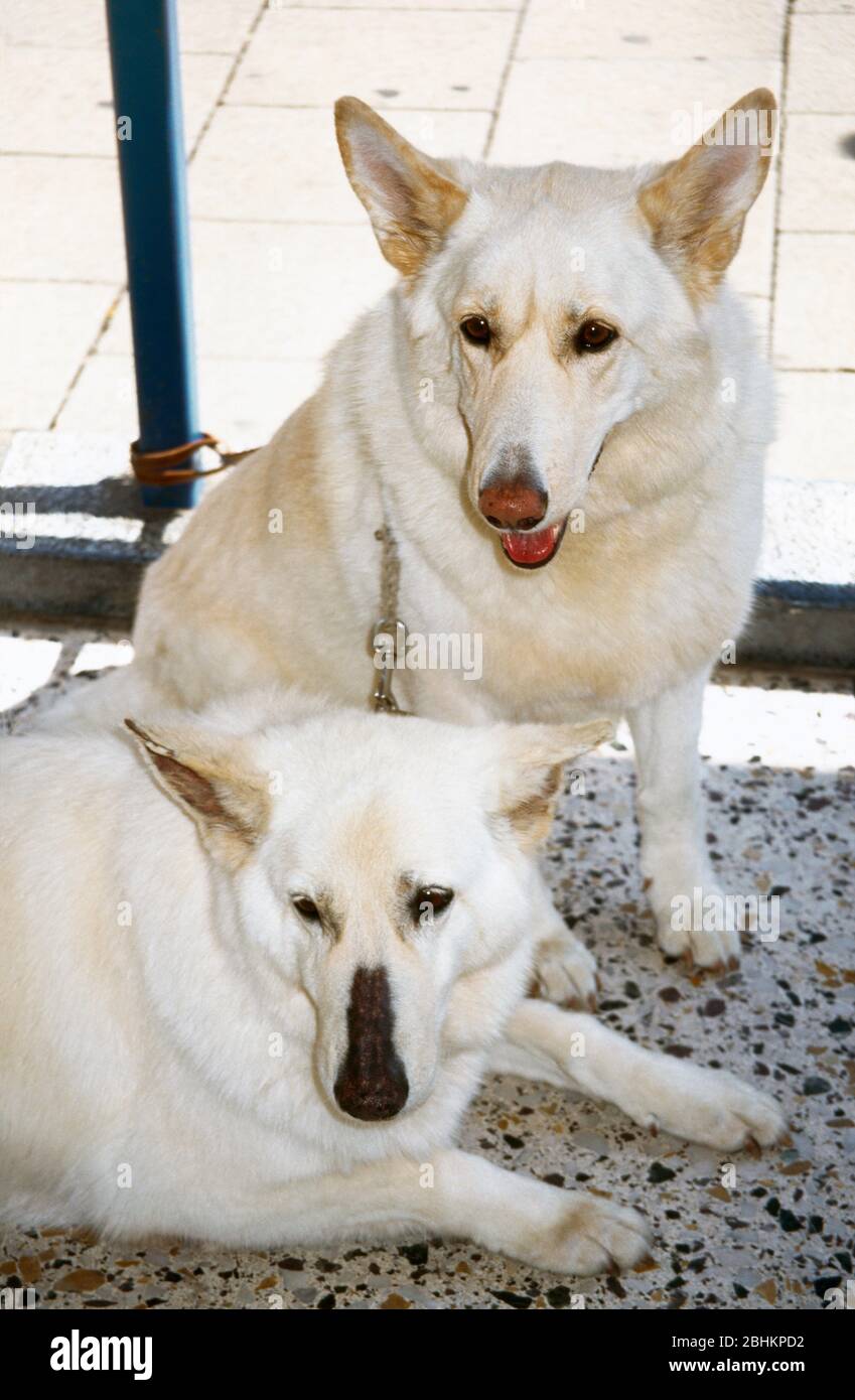 Deux chiens blancs de berger allemand Banque D'Images