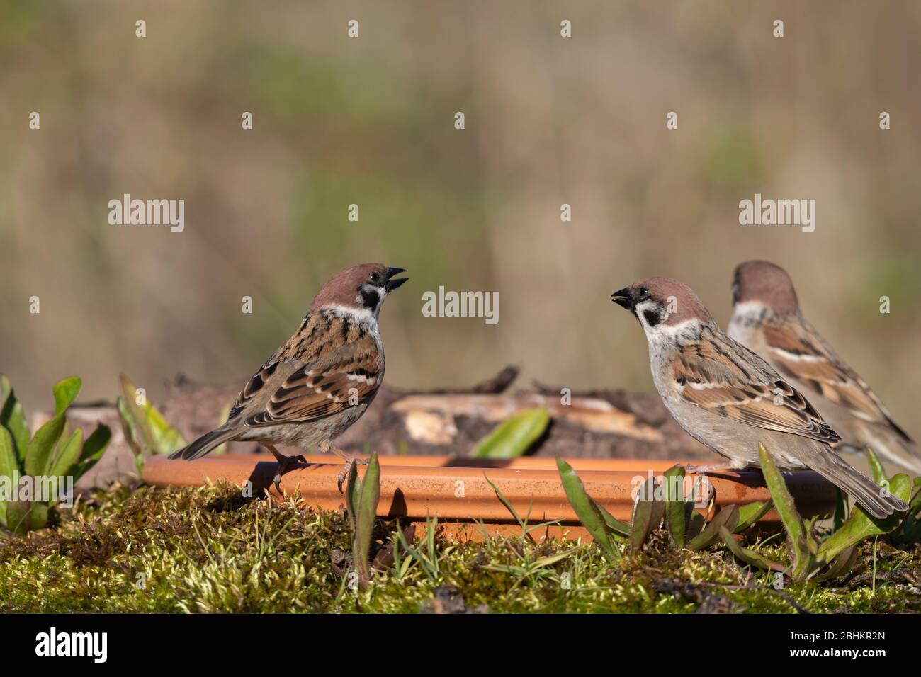 Trois arbres Sparrows (Passer Montanus) se rassemblent autour d'un bain d'oiseaux de jardin Banque D'Images