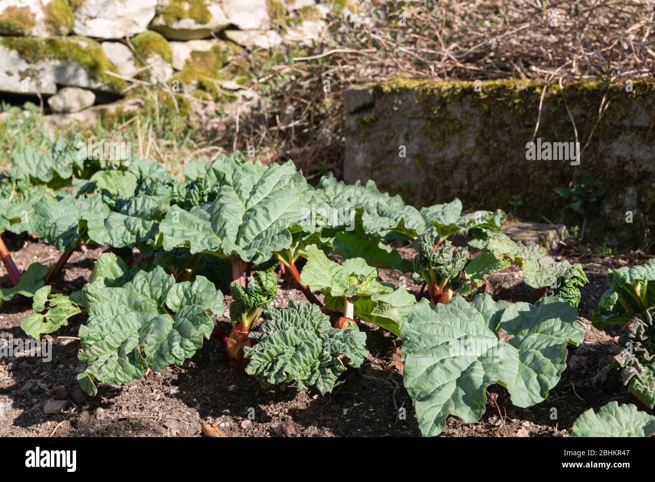 Maison de Rhubarb cultivé sur un terrain de fruits et de légumes dans un jardin dans Aberdeenshire, Ecosse Banque D'Images
