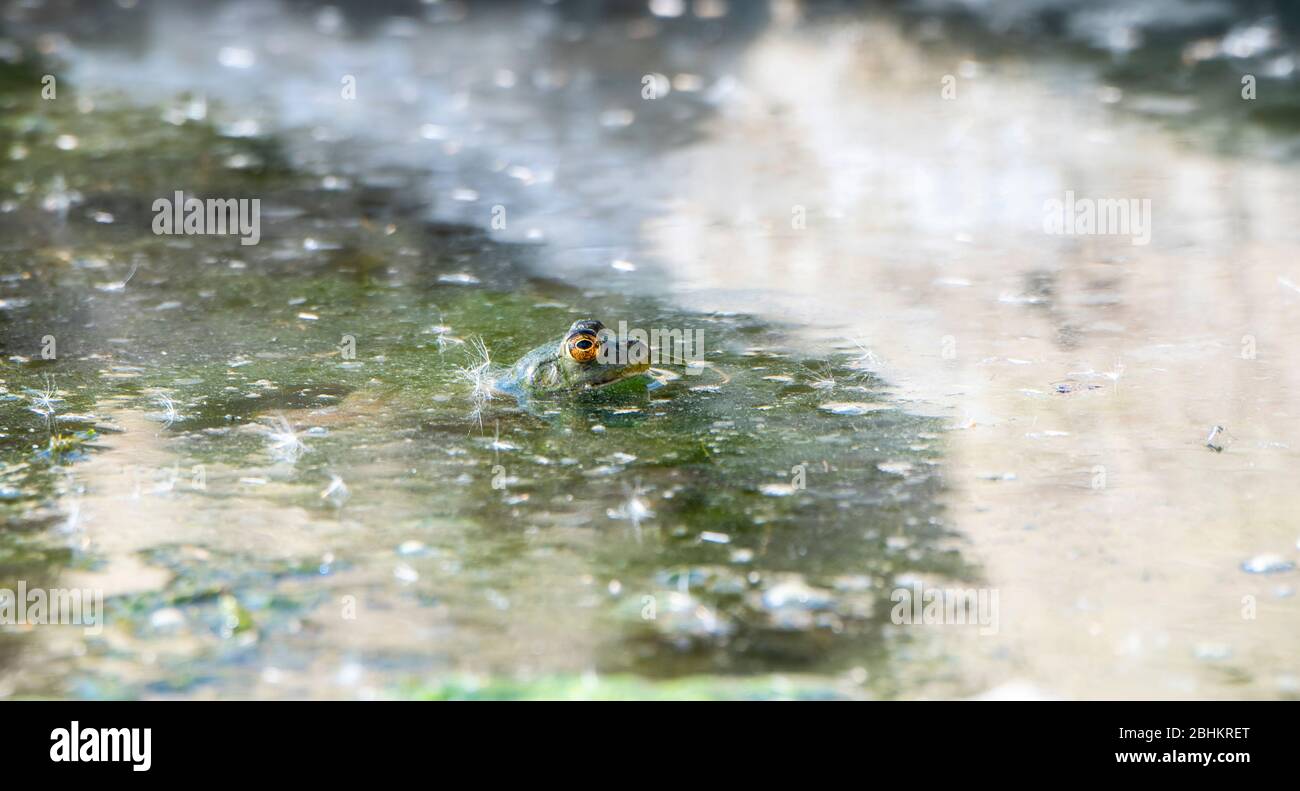 La grenouille américaine (Lithobates catesbeianus) perchée dans un petit étang avec seulement ses grands yeux sortant de l'eau dans le Colorado Banque D'Images