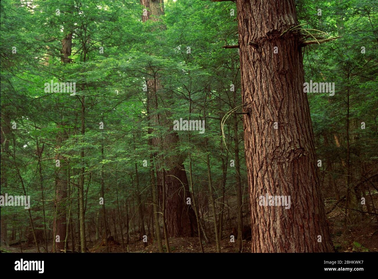 Forêt ancienne , parc national de la forêt Cook, Pennsylvanie Banque D'Images