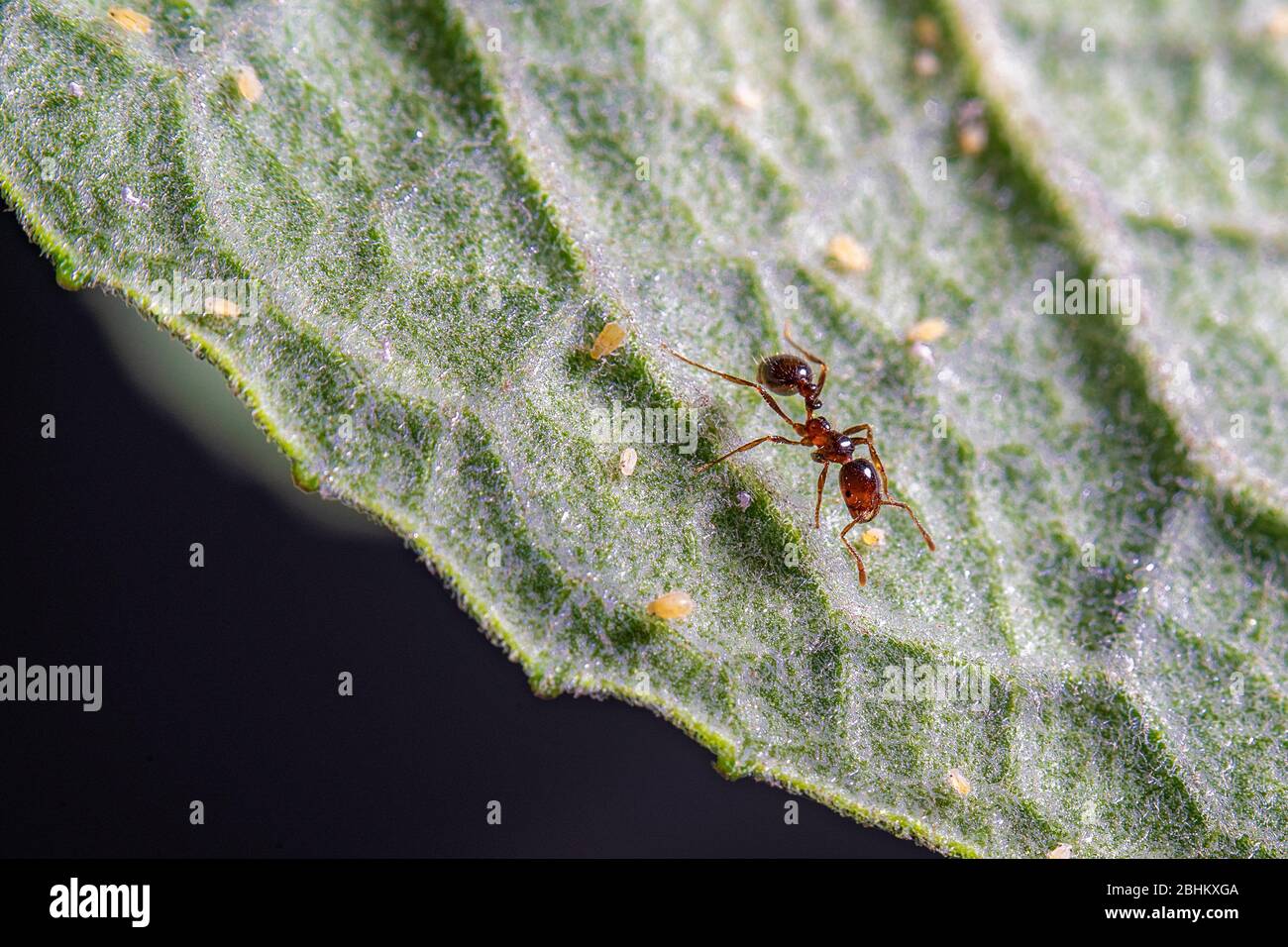 Un ant et quelques pucerons sur un congé vert. Banque D'Images