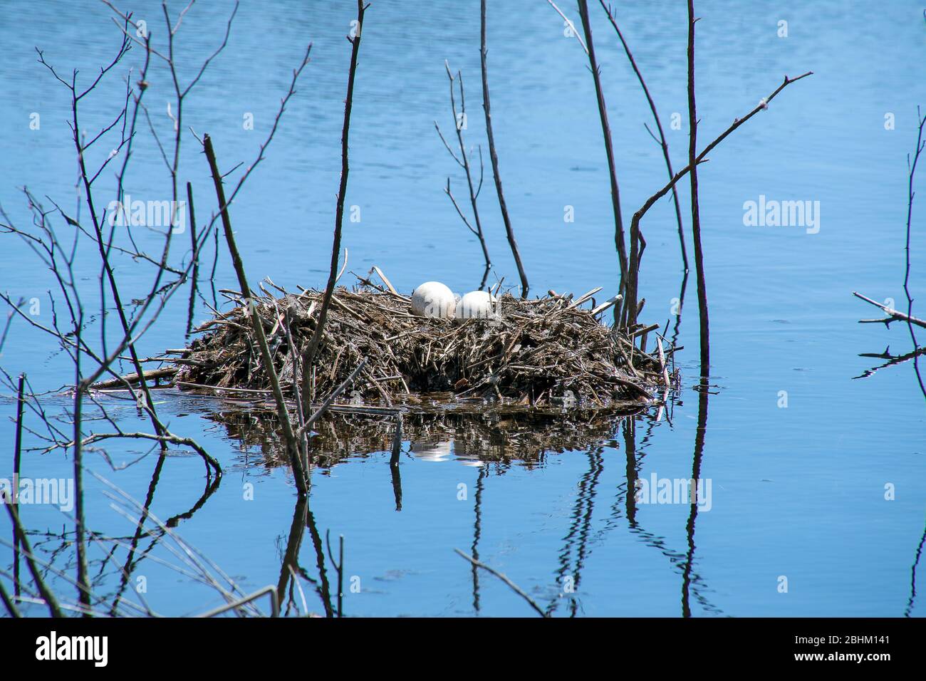 Deux œufs blancs d'oie du Canada nichent dans les eaux d'inondation des terres humides Banque D'Images